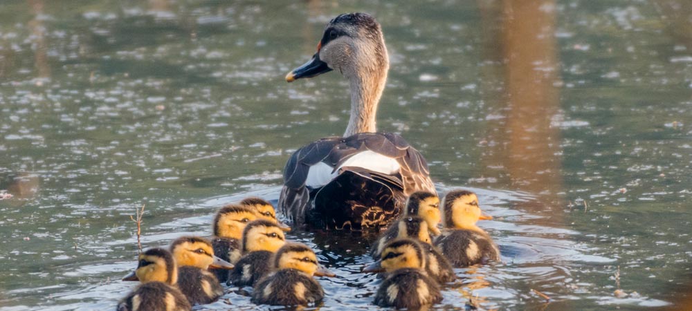 Keoladeo National Park Bharatpur