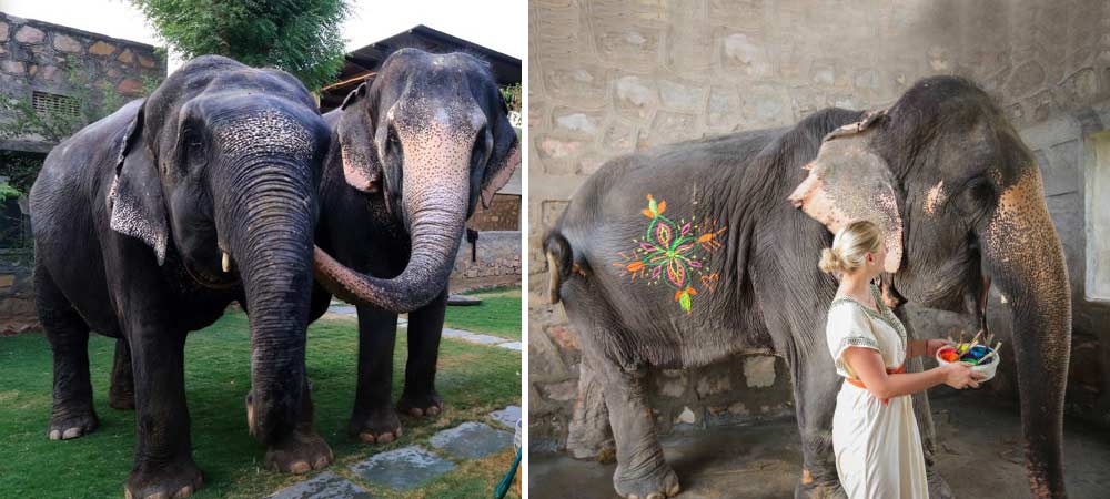 elephant village jaipur