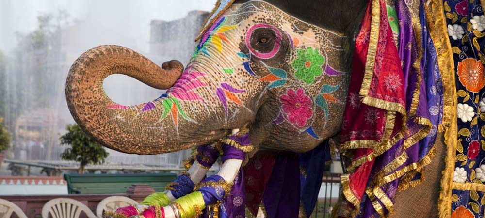 Jaipur Elephant Village trip