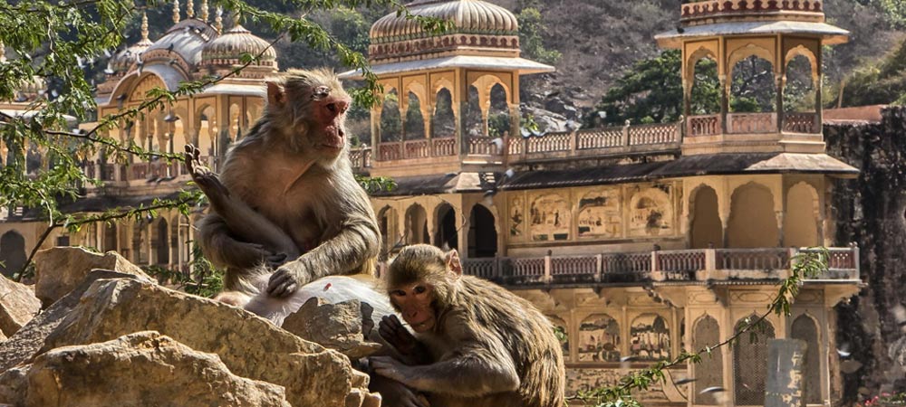 monkey temple jaipur