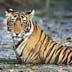 Overnight Ranthambore Tour from Jaipur